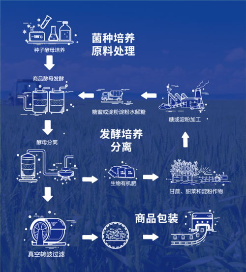 什么是安琪酵母？全球第 二大酵母公司国内市占55%(图19)